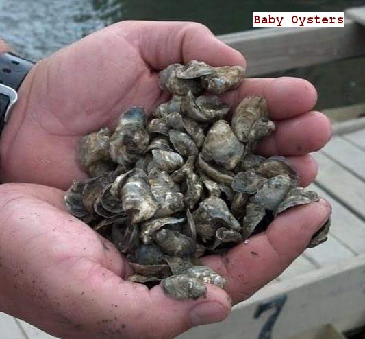 Baby oysters
